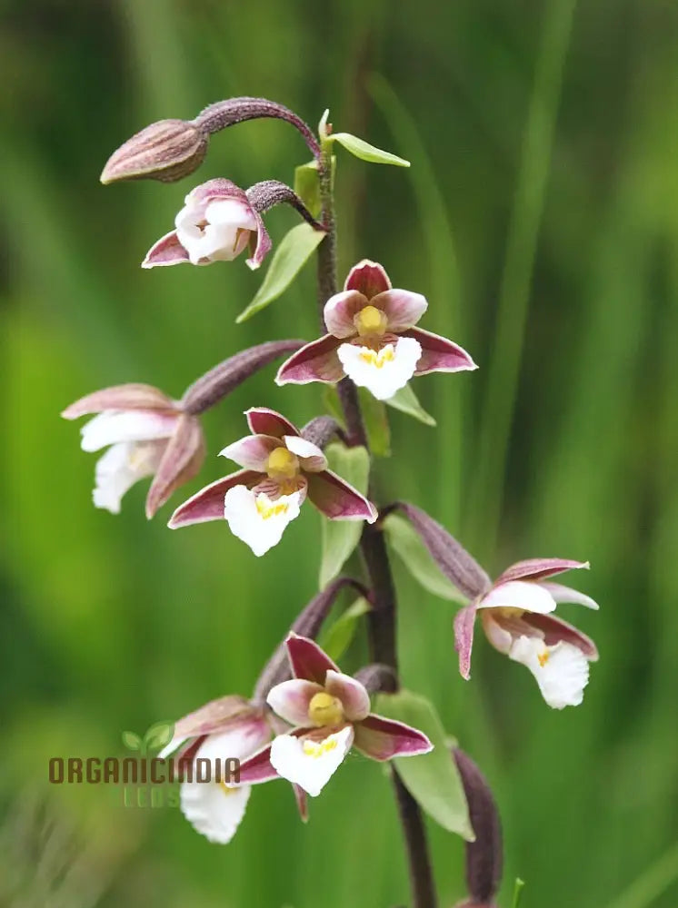 Epipactis Palustris Flower Seeds For Planting Cultivating Marshland Beauty In Your Garden