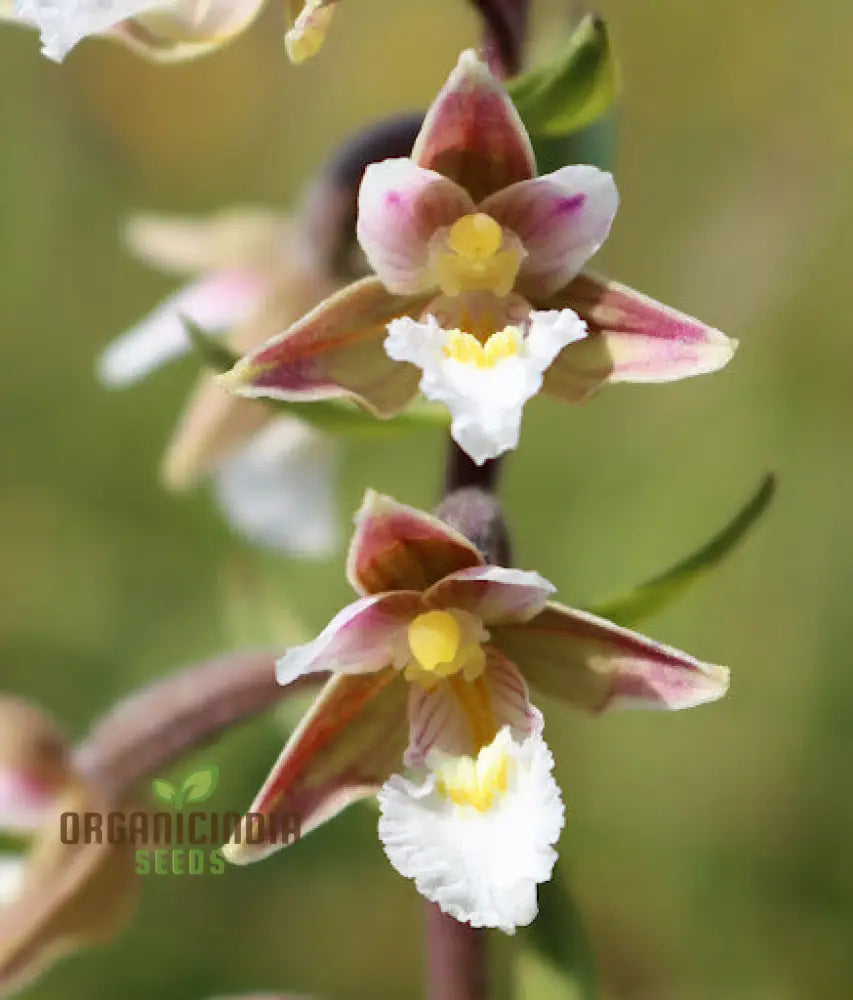 Epipactis Palustris Flower Seeds For Planting Cultivating Marshland Beauty In Your Garden