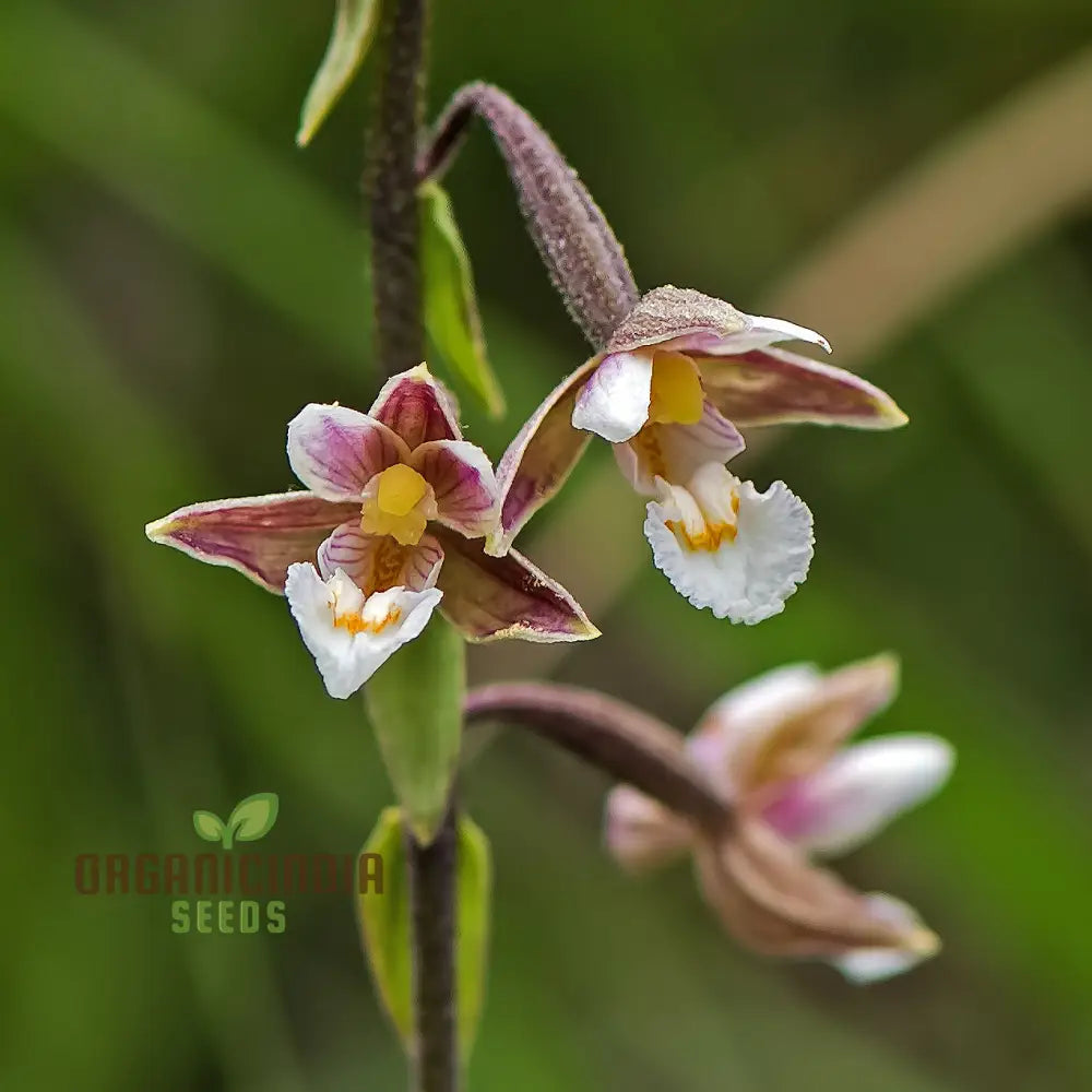 Epipactis Palustris Flower Seeds For Planting Cultivating Marshland Beauty In Your Garden