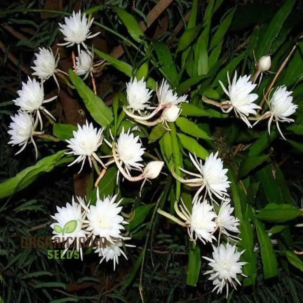 Epiphyllum Anguligar Flower Seeds – Transform Your Gardening Experience With Unique Intriguing