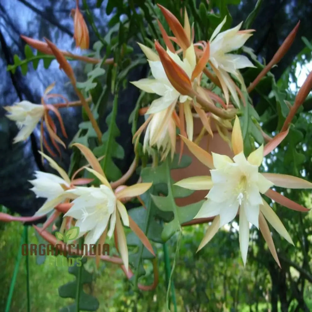 Epiphyllum Anguligar Flower Seeds – Transform Your Gardening Experience With Unique Intriguing