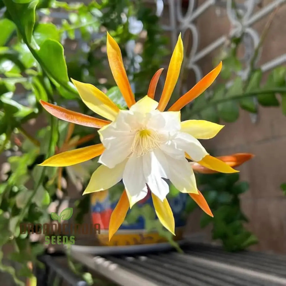 Epiphyllum Anguligar Flower Seeds – Transform Your Gardening Experience With Unique Intriguing