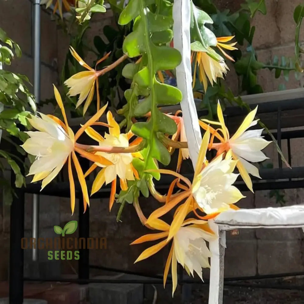 Epiphyllum Anguligar Flower Seeds – Transform Your Gardening Experience With Unique Intriguing