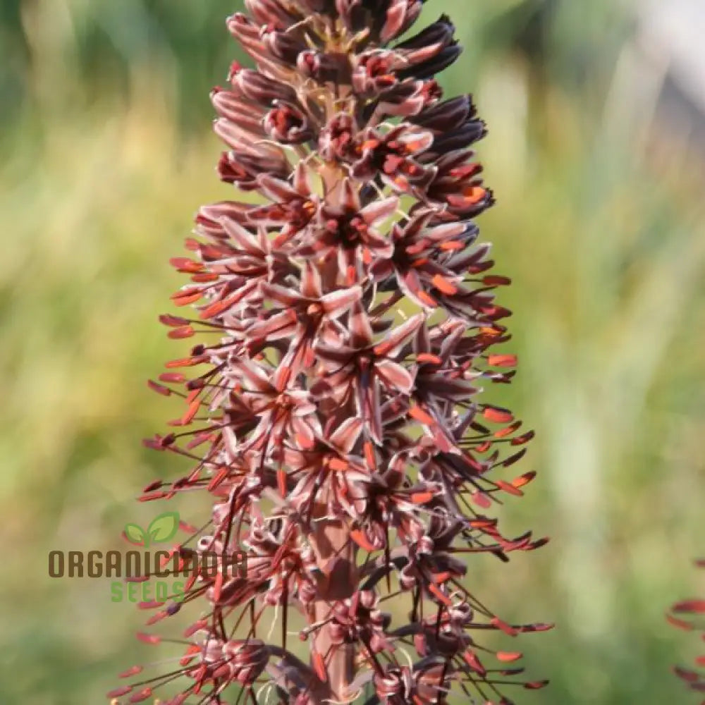 Eremurus Cristatus Seeds For Gardening - Stunning Foxtail Lily Beautiful Garden Displays