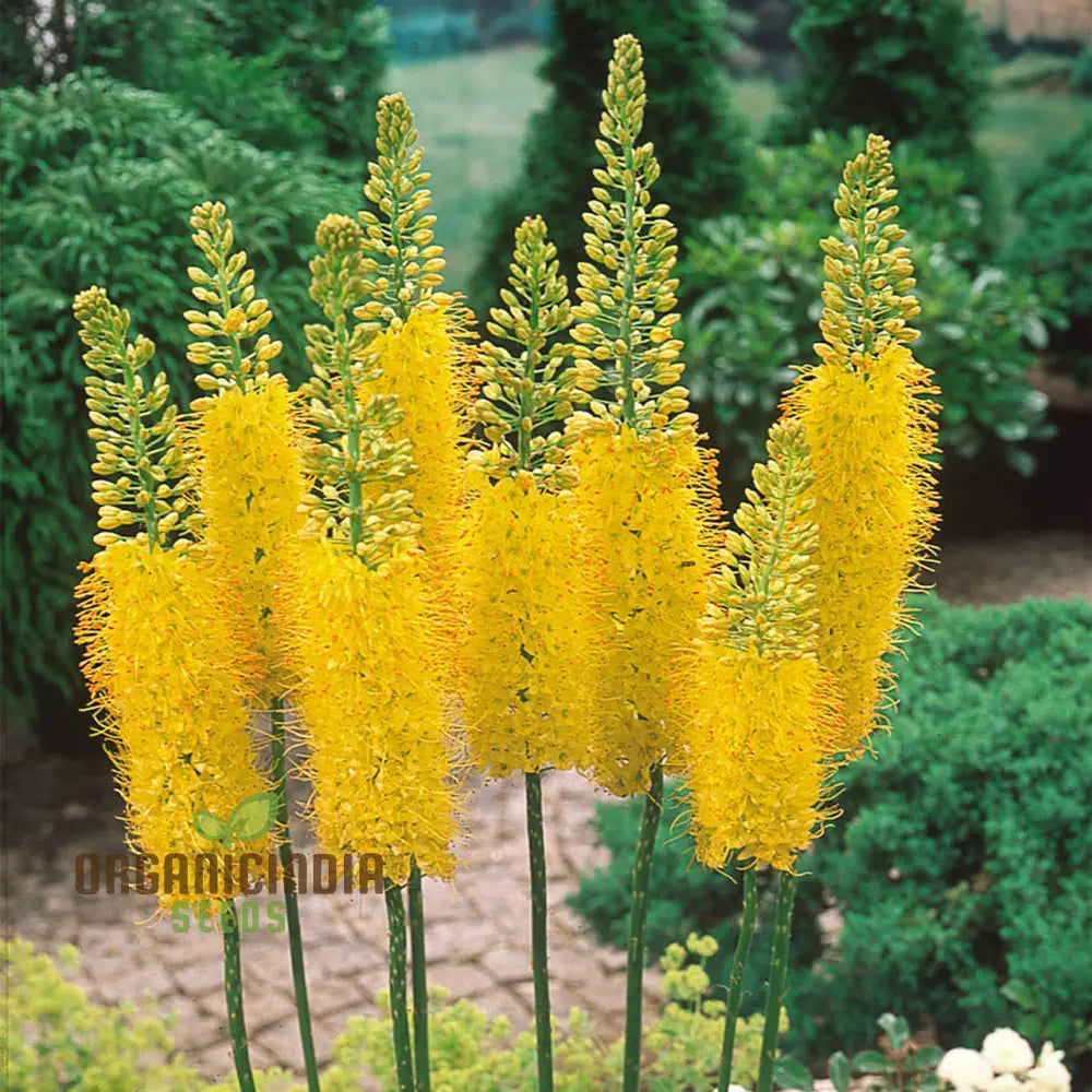 Eremurus Robustus Seeds For Gardening - Majestic Foxtail Lily Flower Stunning Garden Displays