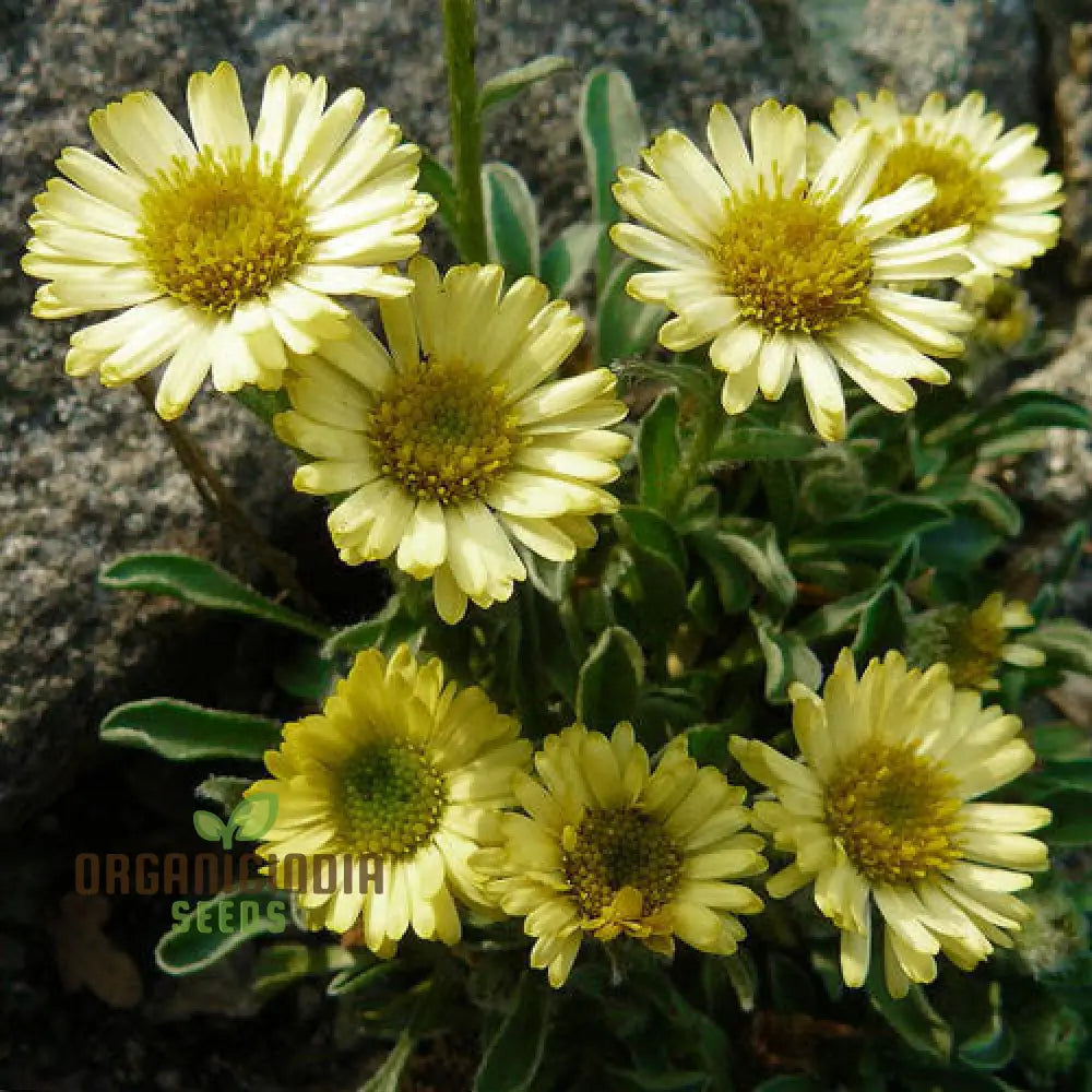 Erigeron Aureus Seeds For Planting - Native American Wildflower For Gardening Enthusiasts