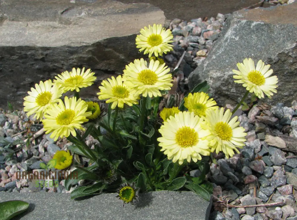 Erigeron Aureus Seeds For Planting - Native American Wildflower For Gardening Enthusiasts