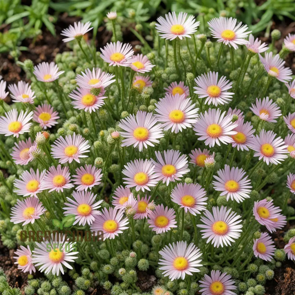 Erigeron Karvinskianus Flower Seeds Planting - Perennial Ground Cover For Landscaping Perennials