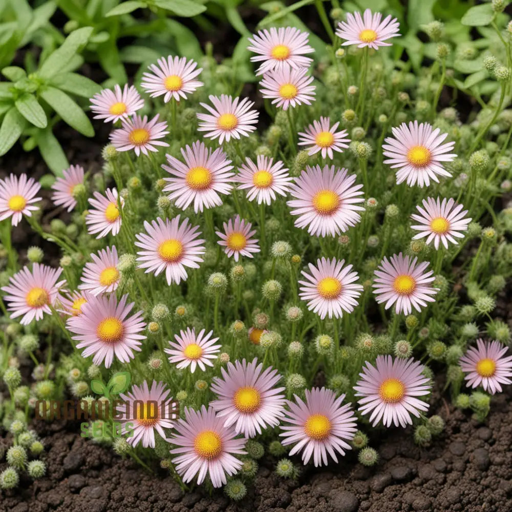 Erigeron Karvinskianus Flower Seeds Planting - Perennial Ground Cover For Landscaping Perennials