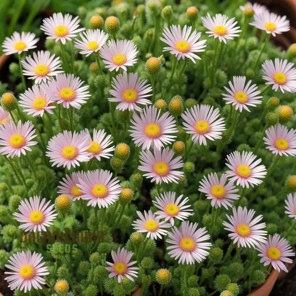 Erigeron Karvinskianus Flower Seeds Planting - Perennial Ground Cover For Landscaping Perennials