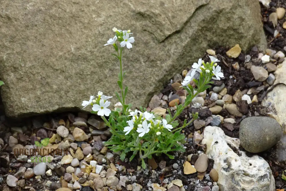 Erinus Alpinus Alba Seeds For Gardening Enthusiasts - Rare White Alpine Rockery Flower