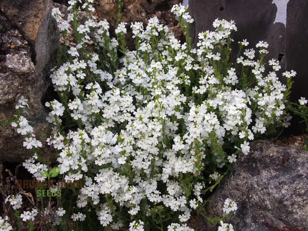 Erinus Alpinus Alba Seeds For Gardening Enthusiasts - Rare White Alpine Rockery Flower