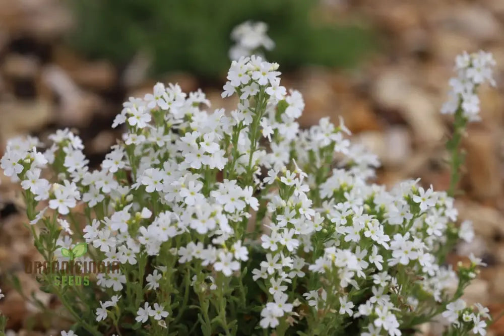 Erinus Alpinus Alba Seeds For Gardening Enthusiasts - Rare White Alpine Rockery Flower