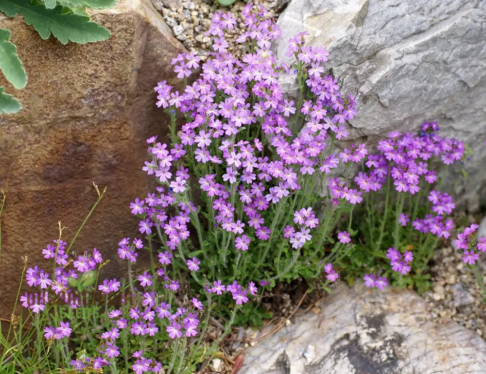 Erinus Alpinus Seeds For Planting Enthusiasts - Alpine Rock Cress Flower