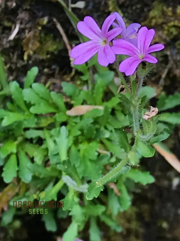 Erinus Alpinus Seeds For Planting Enthusiasts - Alpine Rock Cress Flower