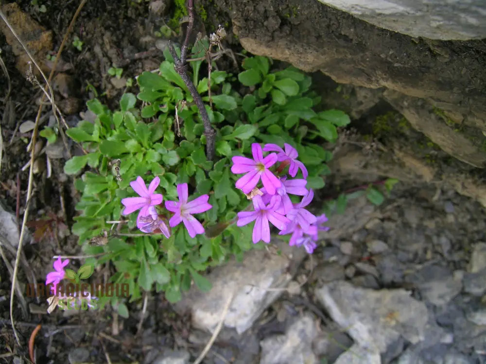 Erinus Alpinus Seeds For Planting Enthusiasts - Alpine Rock Cress Flower