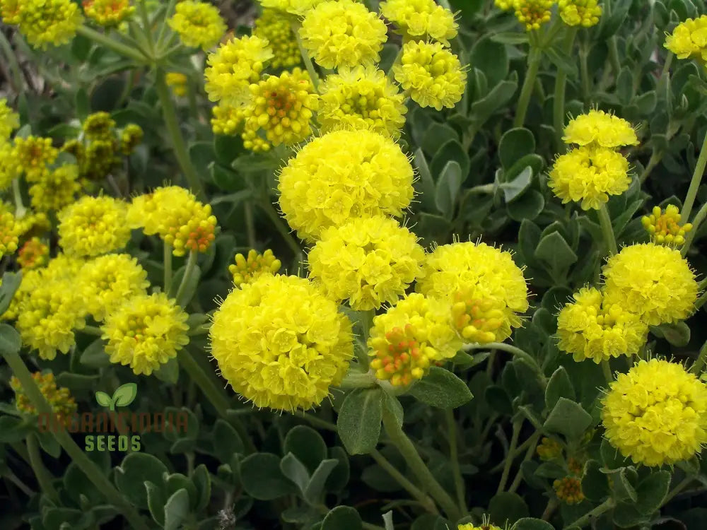 Eriogonum Umbellatum Seeds For Planting - Drought-Tolerant Perennial For Gardening Enthusiasts