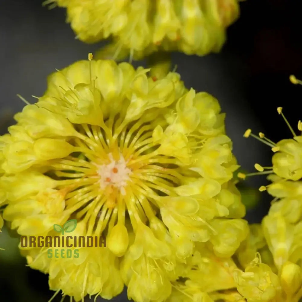 Eriogonum Umbellatum Seeds For Planting - Drought-Tolerant Perennial For Gardening Enthusiasts