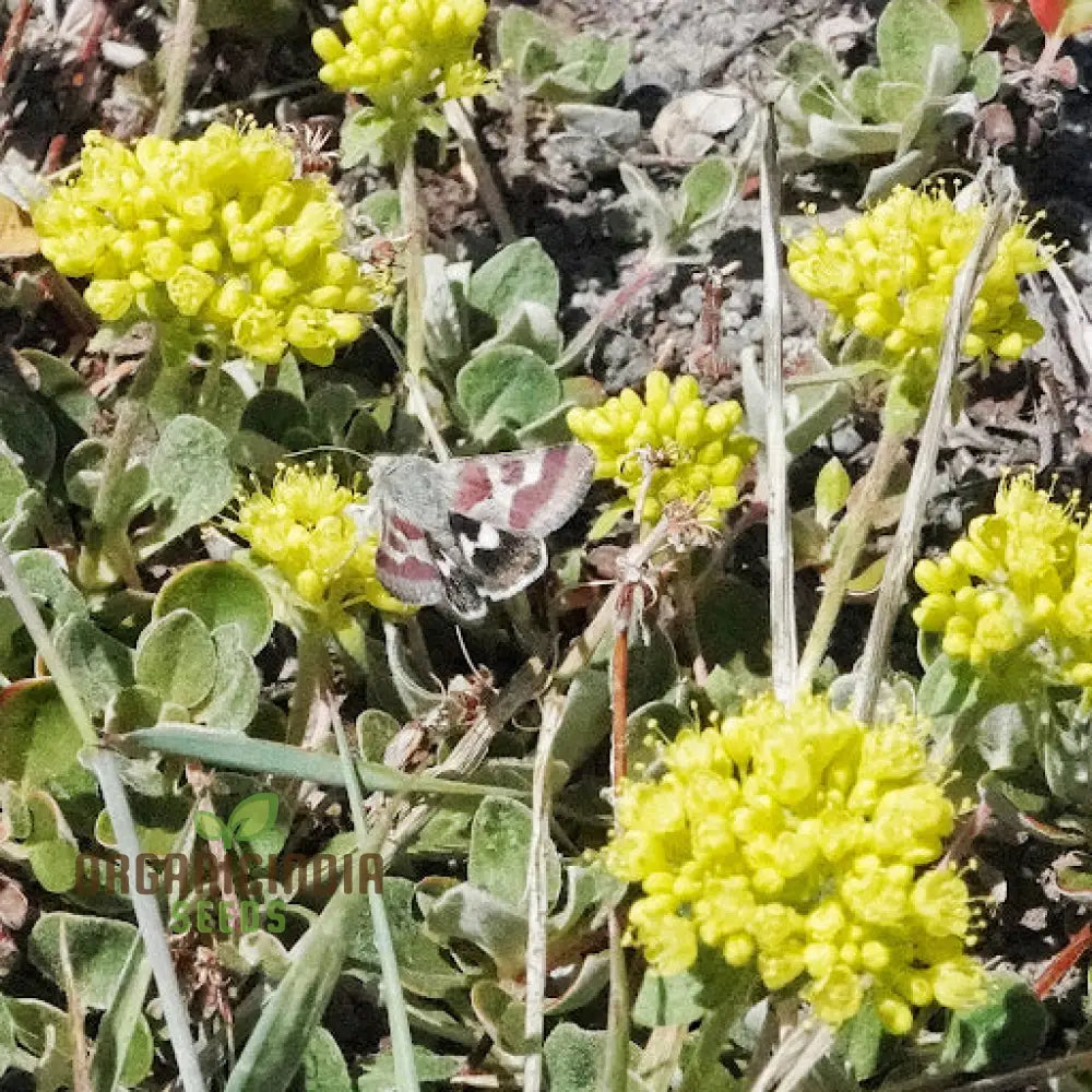 Eriogonum Umbellatum Seeds For Planting - Drought-Tolerant Perennial For Gardening Enthusiasts