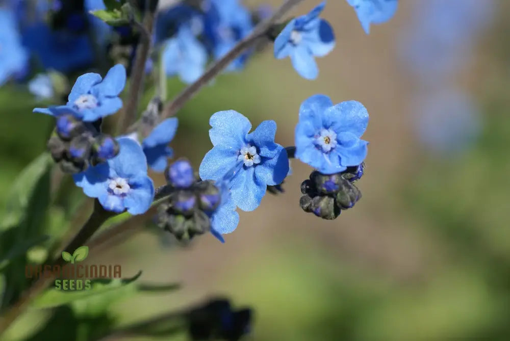 Eritrichium Canum Baby Blue Seeds For Planting - Rare Alpine Flower For Gardening Enthusiasts