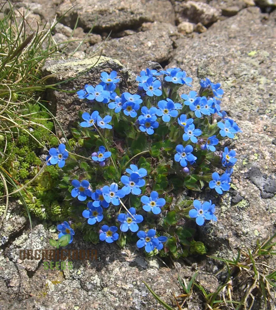 Eritrichium Canum Baby Blue Seeds For Planting - Rare Alpine Flower For Gardening Enthusiasts