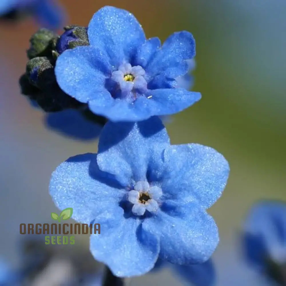 Eritrichium Canum Baby Blue Seeds For Planting - Rare Alpine Flower For Gardening Enthusiasts