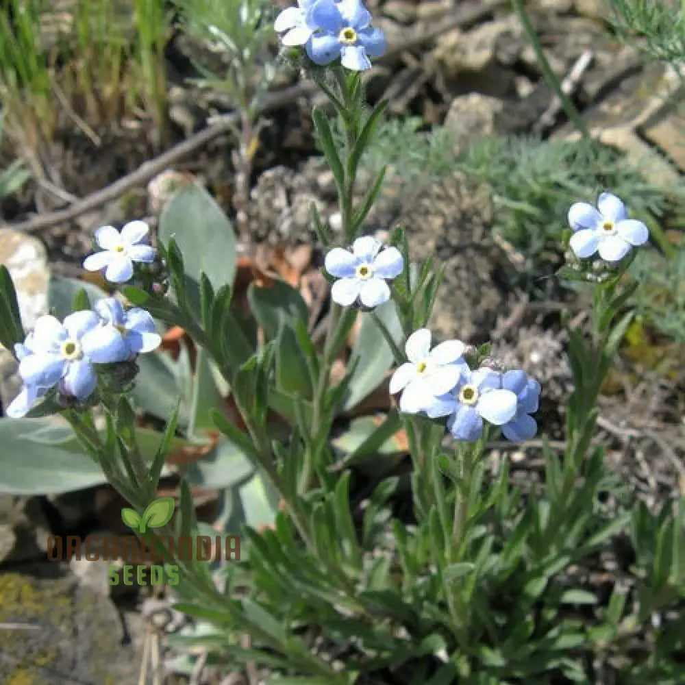 Eritrichium Pectinatum Seeds For Passionate Gardeners - Alpine Perennial Flower Unique Gardening