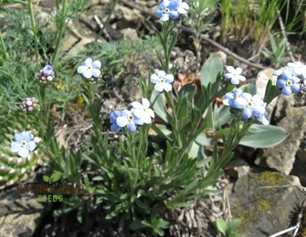 Eritrichium Pectinatum Seeds For Passionate Gardeners - Alpine Perennial Flower Unique Gardening