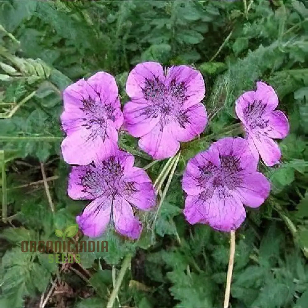 Erodium Castellanum Seeds For Planting - Drought-Tolerant Perennial Flower