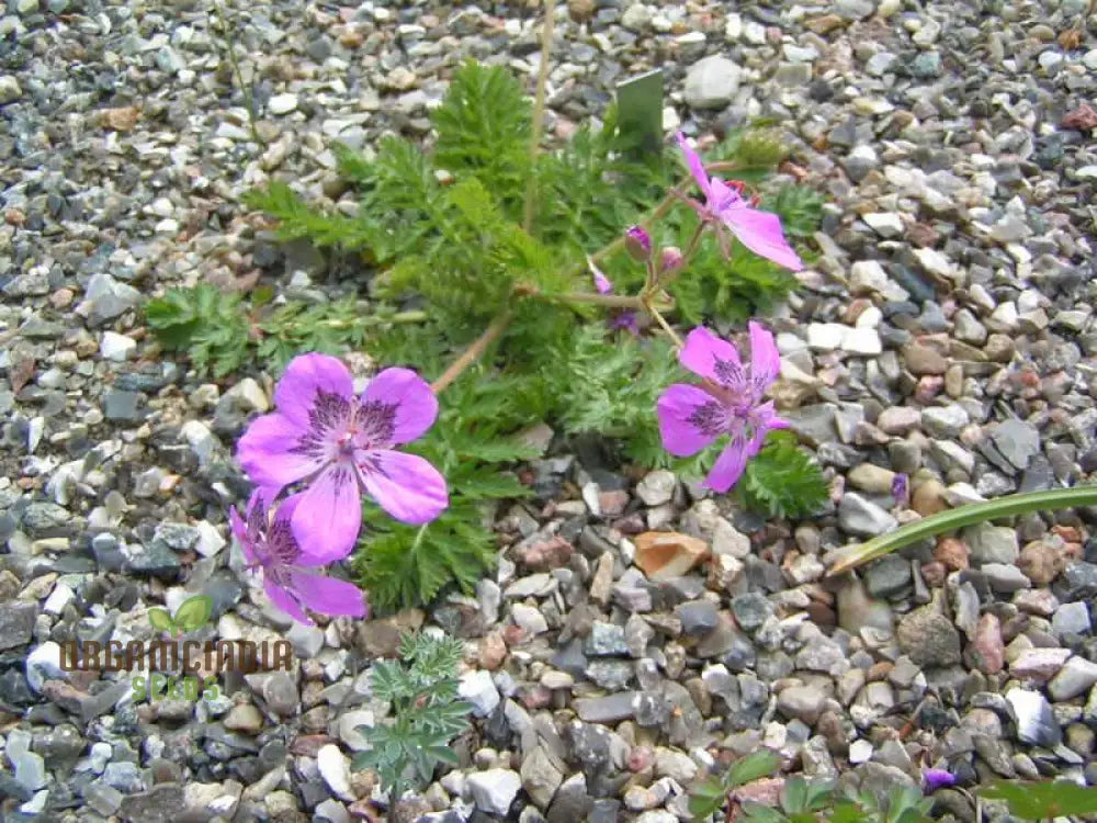 Erodium Castellanum Seeds For Planting - Drought-Tolerant Perennial Flower