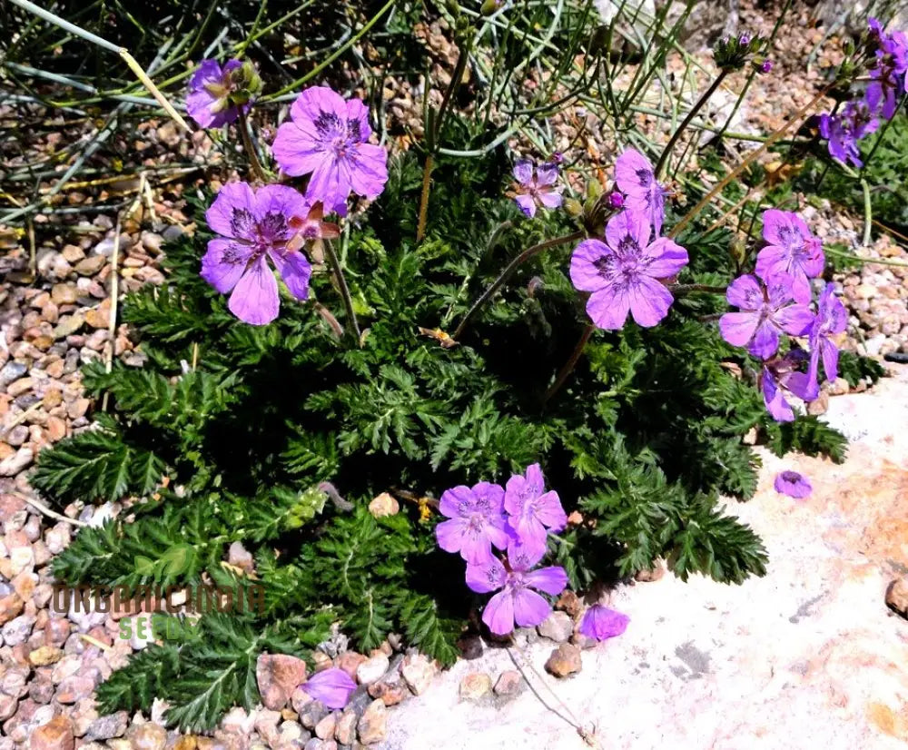 Erodium Castellanum Seeds For Planting - Drought-Tolerant Perennial Flower