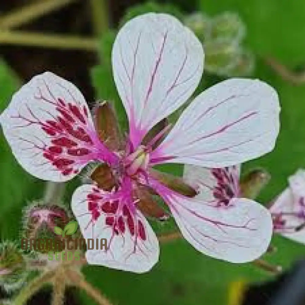 Erodium Pelargoniflorum Seeds - Exquisite Geranium-Like Flowers For Your Garden Gardening