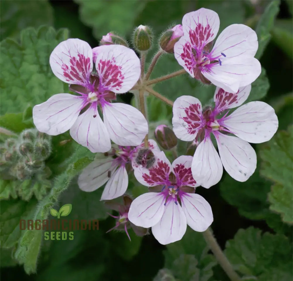 Erodium Pelargoniflorum Seeds - Exquisite Geranium-Like Flowers For Your Garden Gardening