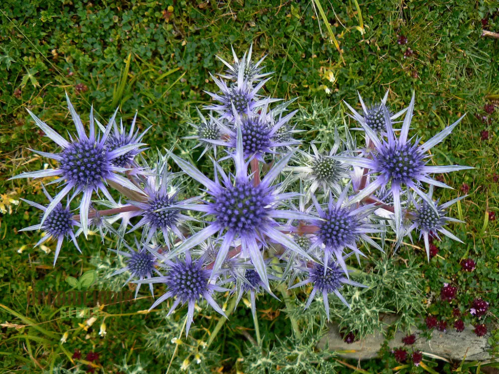 Eryngium Bourgatii Seeds For Gardening - Hardy Perennial Sea Holly Flower