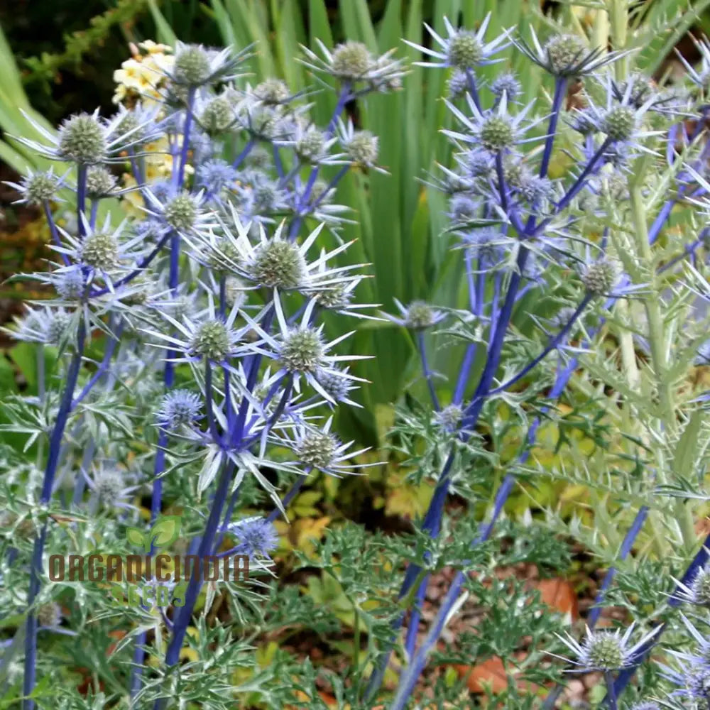 Eryngium Bourgatii Seeds For Gardening - Hardy Perennial Sea Holly Flower