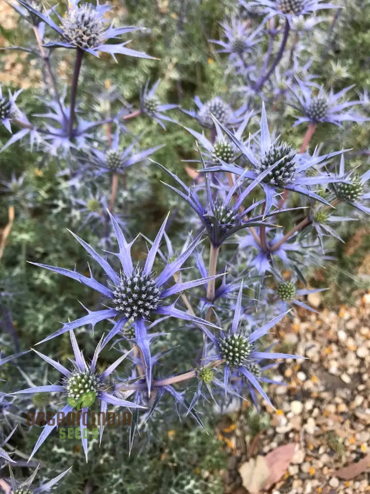 Eryngium Bourgatii Seeds For Gardening - Hardy Perennial Sea Holly Flower