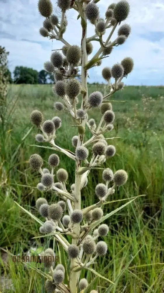 Eryngium Eburneum Seeds For Expert Gardening - Unique And Hardy Perennial Flower