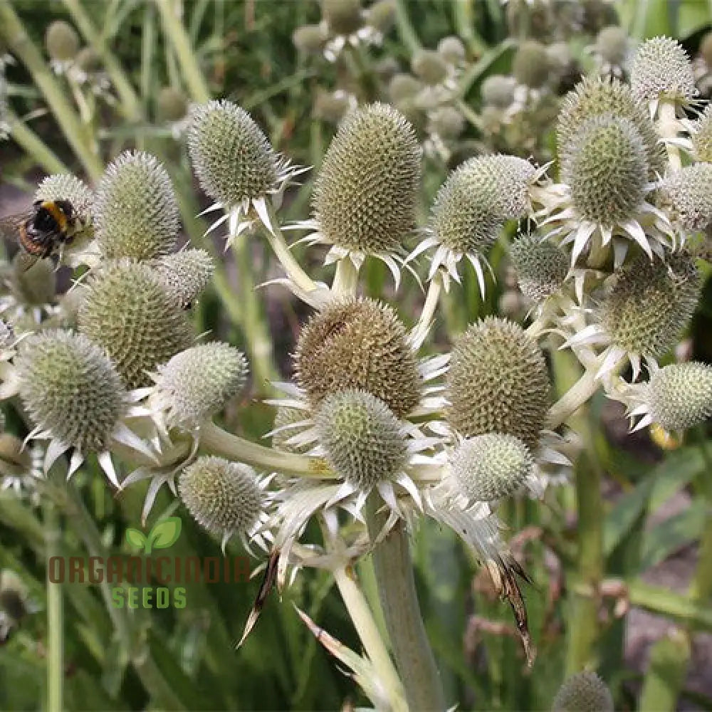 Eryngium Eburneum Seeds For Expert Gardening - Unique And Hardy Perennial Flower