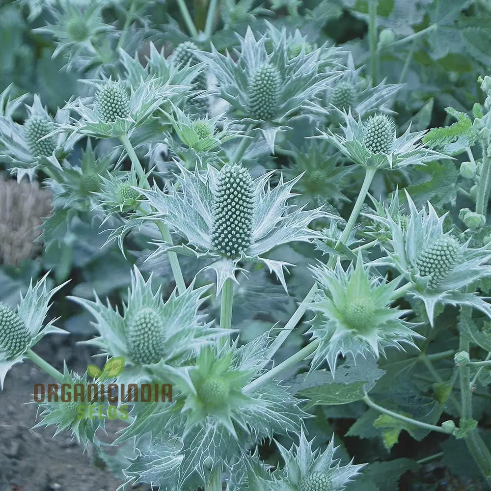 Eryngium Giganteum â€™Miss Wilmottâ€™s Ghostâ€™ Seeds For Unique Planting - Spectacular Perennial