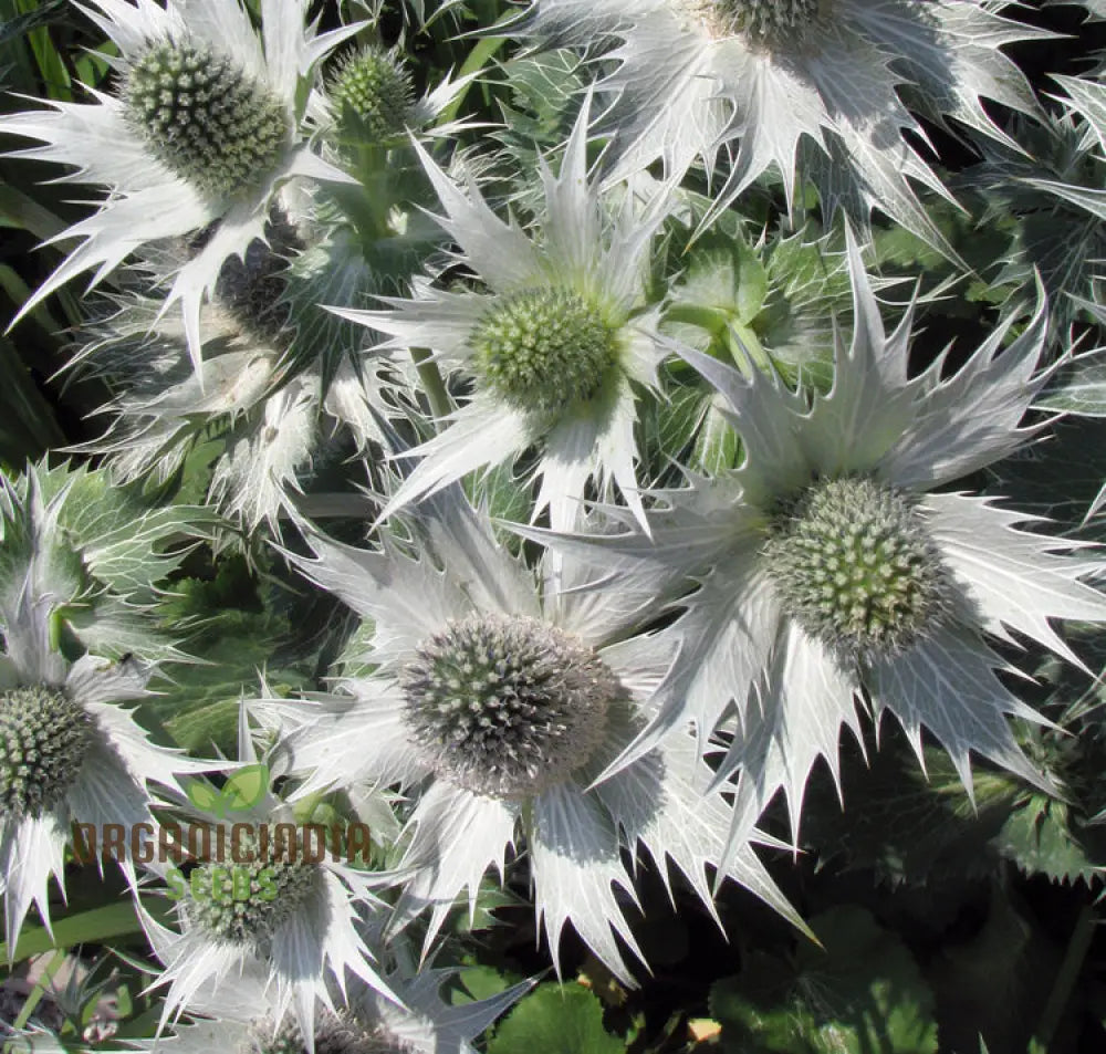 Eryngium Giganteum â€™Miss Wilmottâ€™s Ghostâ€™ Seeds For Unique Planting - Spectacular Perennial