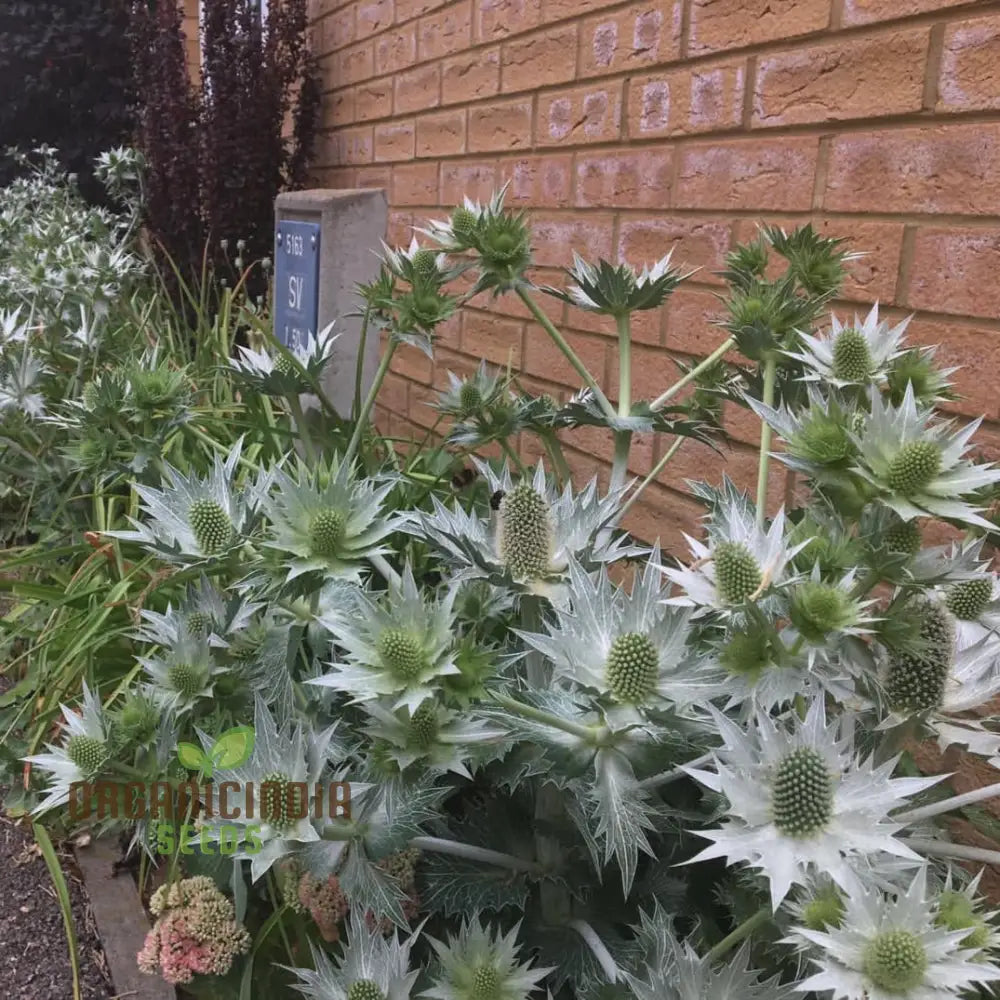 Eryngium Giganteum â€™Miss Wilmottâ€™s Ghostâ€™ Seeds For Unique Planting - Spectacular Perennial