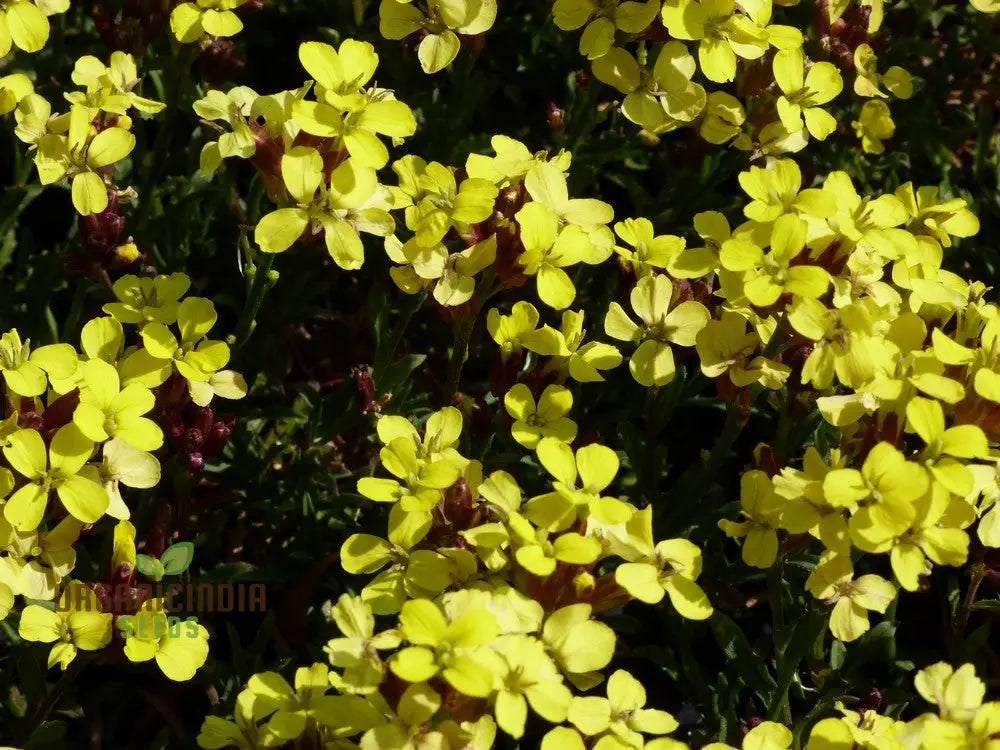 Erysimum Alpinum Seeds For Planting - Vibrant Alpine Wallflower For Gardeners And Landscapers