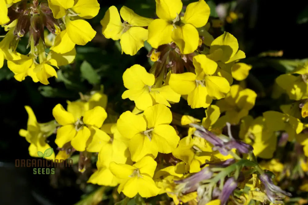 Erysimum Alpinum Seeds For Planting - Vibrant Alpine Wallflower For Gardeners And Landscapers