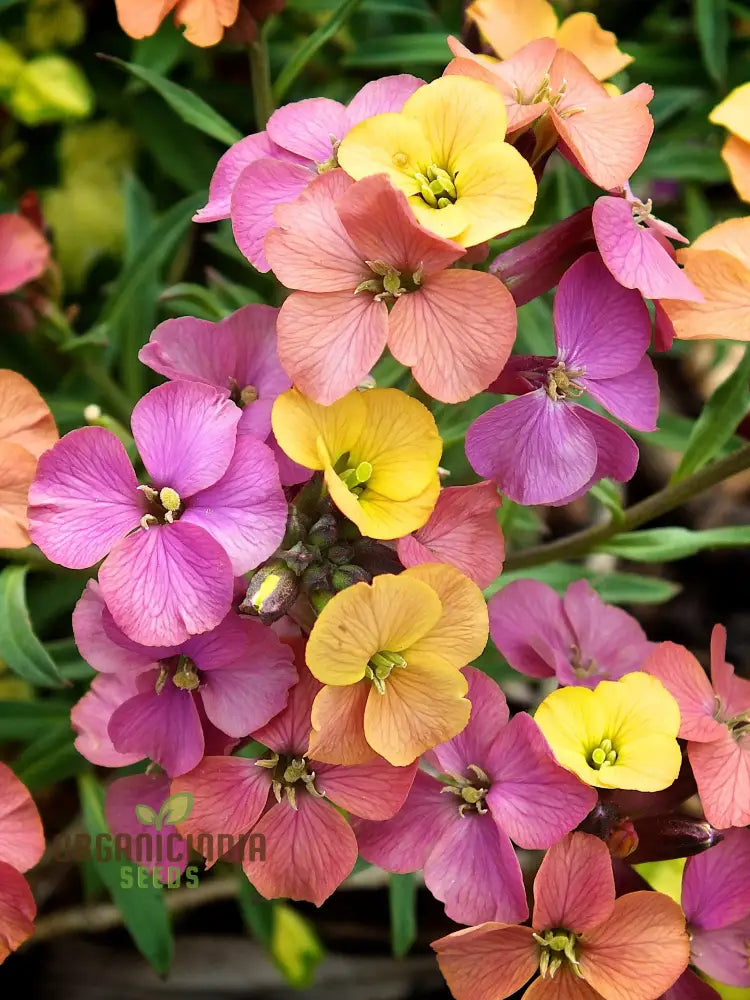 Erysimum Amazing Hybrids Seeds - Vibrant Garden Flowers For Planting Enthusiasts