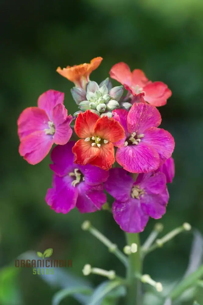 Erysimum Amazing Hybrids Seeds - Vibrant Garden Flowers For Planting Enthusiasts