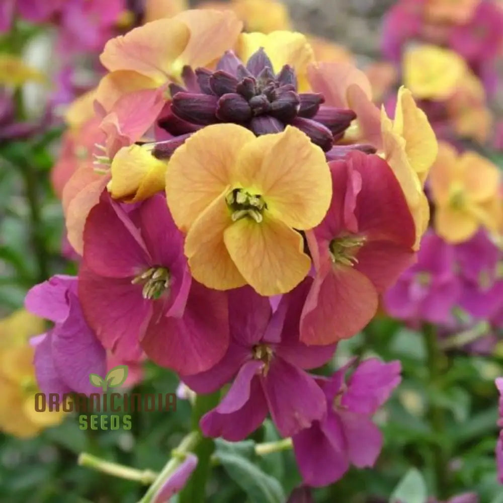 Erysimum Amazing Hybrids Seeds - Vibrant Garden Flowers For Planting Enthusiasts