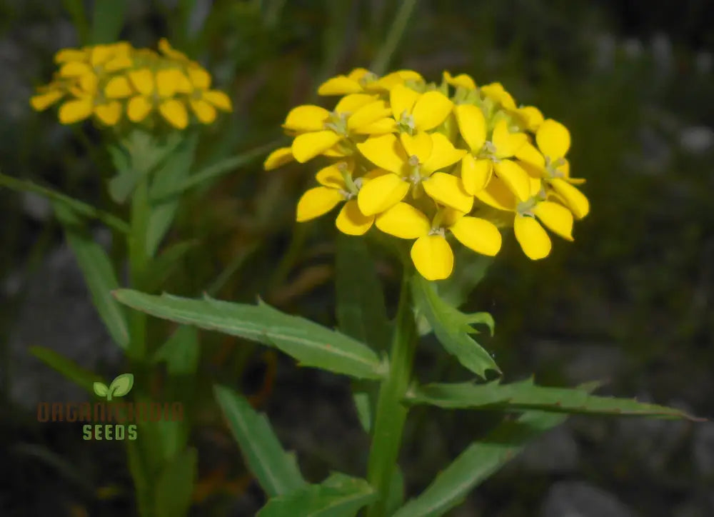 Erysimum Pieninicum Seeds For Successful Planting â€“ Perfect Your Gardenâ€™s Vibrant Growth