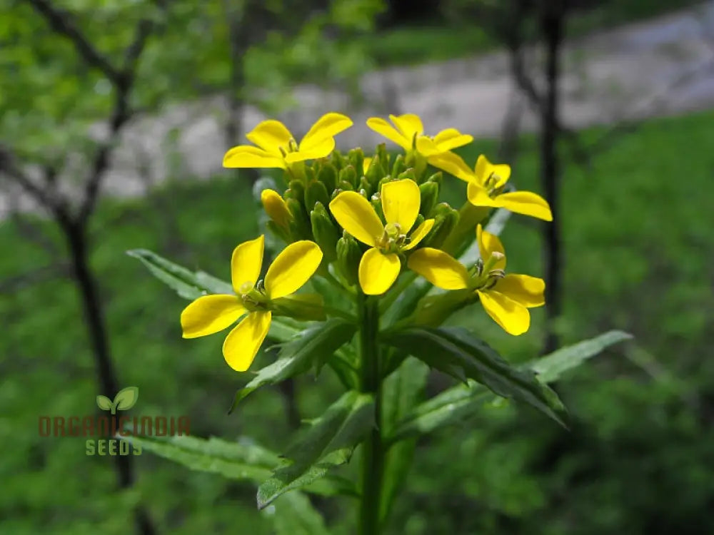 Erysimum Pieninicum Seeds For Successful Planting â€“ Perfect Your Gardenâ€™s Vibrant Growth