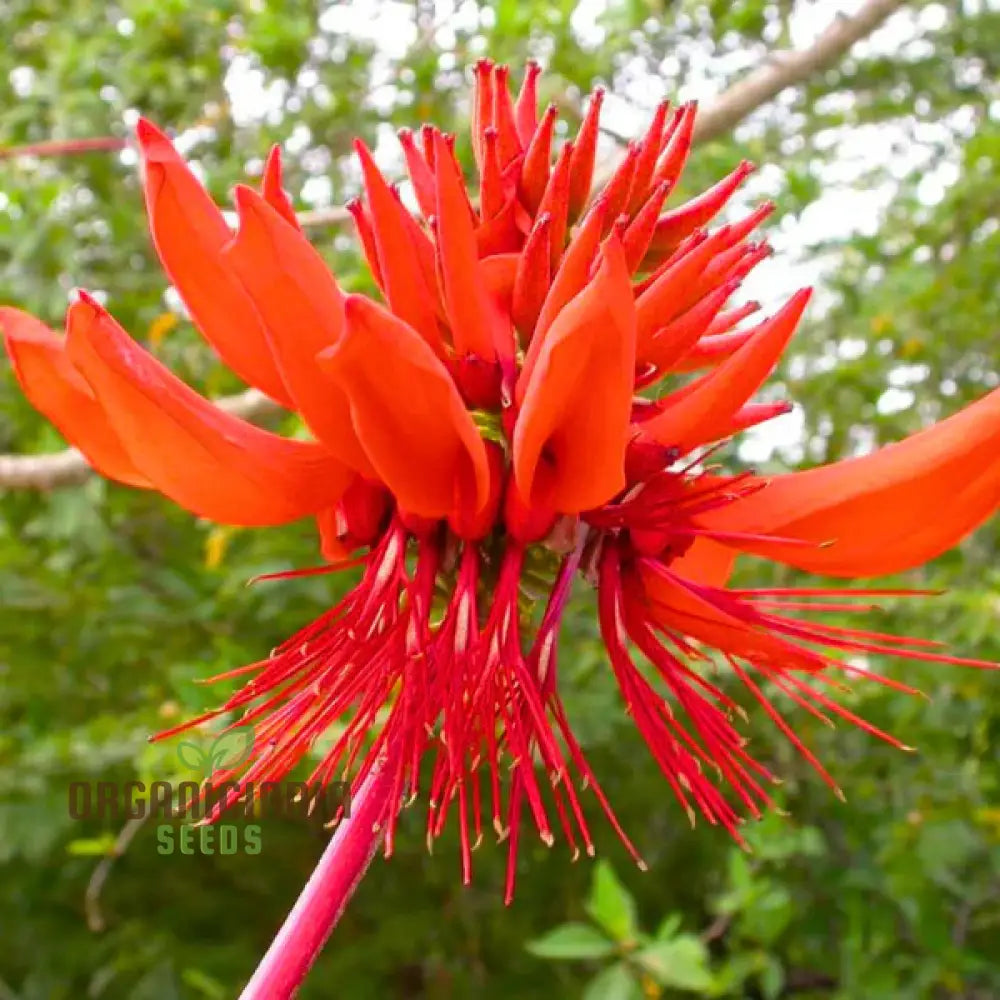 Erythrina Arborescens Seeds For Planting - Grow Stunning Trees With Our High-Quality