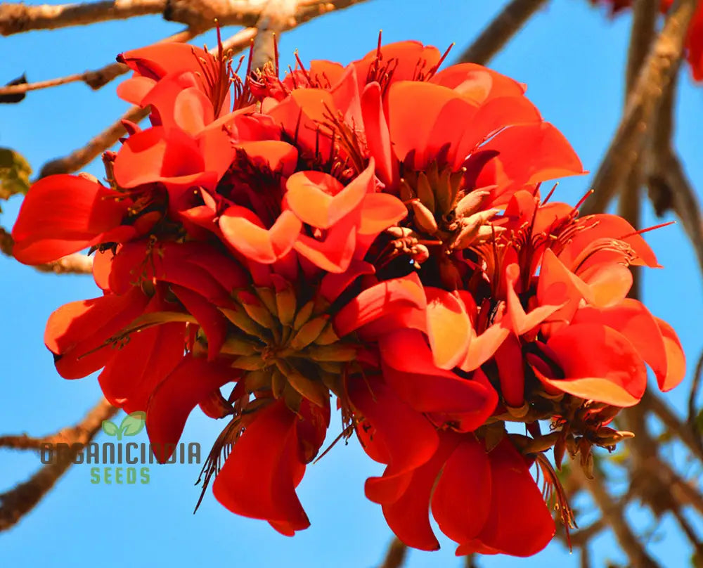 Erythrina Caffra Seeds - Easy Planting Fast-Growing Ornamental Tree